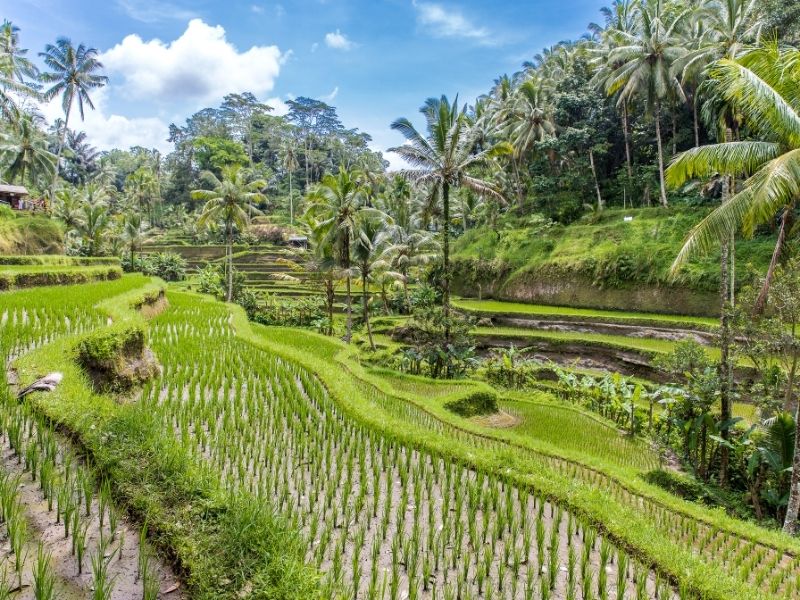 <p>Tour a Bali</p>